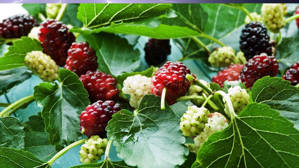 Como cultivar amoras em casa e ter frutas o ano todo?