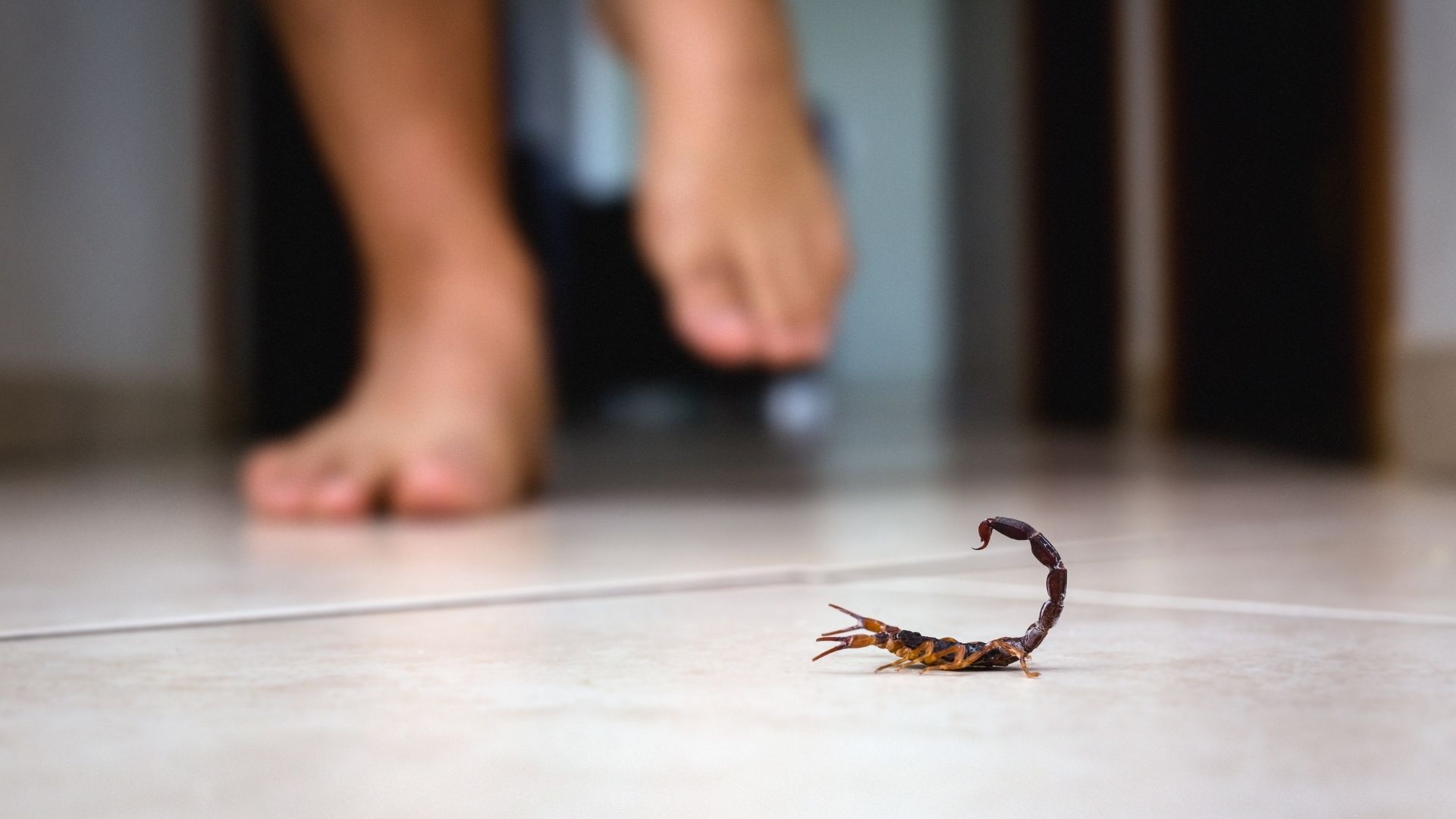 Temporada de escorpiões: saiba como proteger a casa e evitar acidentes nos meses quentes
