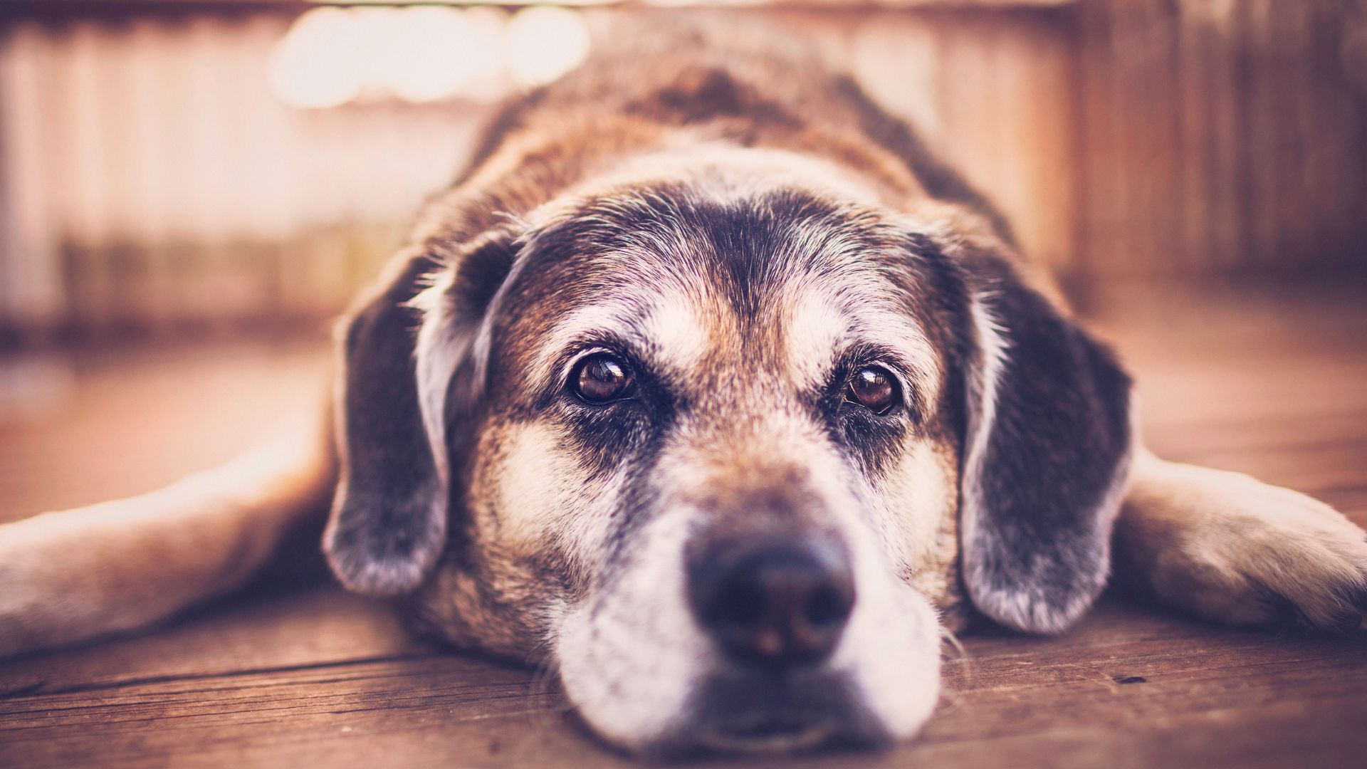 Dia do cão idoso: psicóloga aponta as mudanças de comportamento e adaptação da rotina